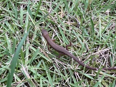 Takydromus tachydromoides