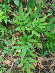 Pteris wulaiensis