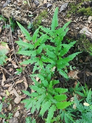 Pteris wulaiensis