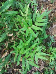 Pteris wulaiensis