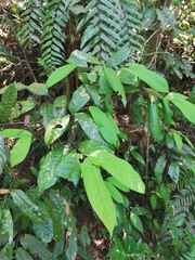 Fissistigma glaucescens