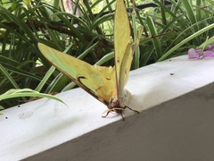 Actias maenas