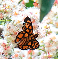 Odina hieroglyphica ortina