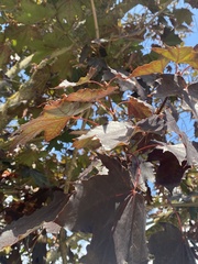 Acer platanoides