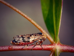 Eurymeloides adspersa