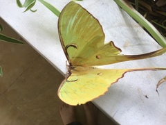 Actias maenas