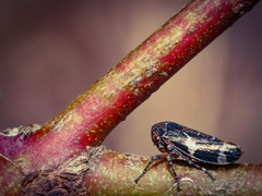 Eurymeloides punctata