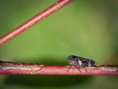 Eurymeloides punctata