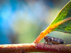 Eurymeloides punctata