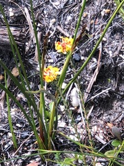 Pultenaea divaricata