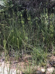 Pultenaea divaricata