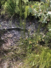 Pultenaea divaricata