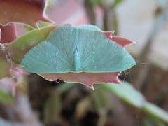 Prasinocyma panchlora