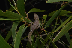 Bavayia cyclura