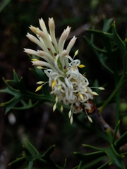 Petrophile macrostachya
