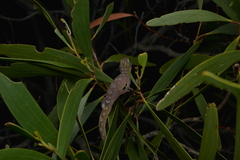 Bavayia cyclura