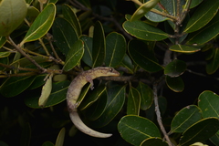 Bavayia cyclura