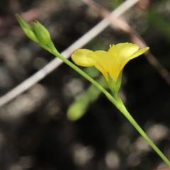 Linum africanum