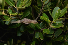 Bavayia cyclura