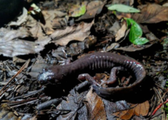 Ambystoma flavipiperatum