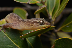 Bavayia cyclura