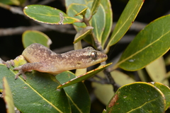 Bavayia cyclura