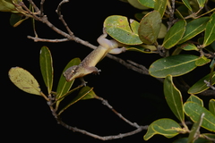 Bavayia cyclura