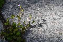 Mazus pumilus