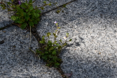 Mazus pumilus