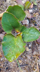 Pelargonium asarifolium