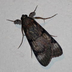 Audea tegulata