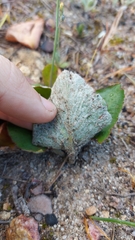 Pelargonium asarifolium