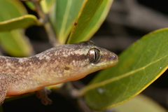 Bavayia cyclura
