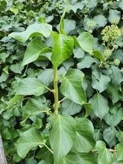 Hedera helix