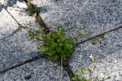 Mazus pumilus