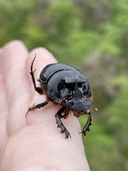 Onthophagus mniszechi