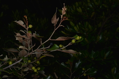 Alphitonia neocaledonica