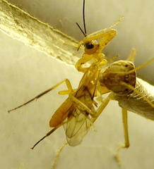 Theronia