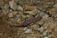 Bavayia