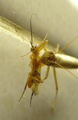 Theronia