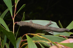 Eurydactylodes vieillardi