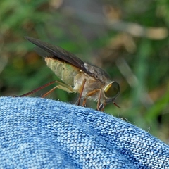 Scaptia similis
