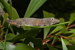 Eurydactylodes vieillardi