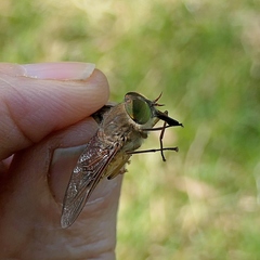 Scaptia similis