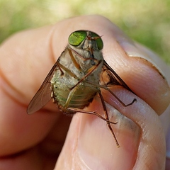 Scaptia similis
