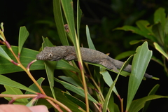 Eurydactylodes vieillardi
