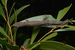 Eurydactylodes vieillardi