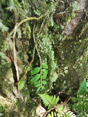 Dendrobium chameleon