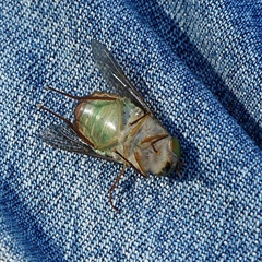 Scaptia similis