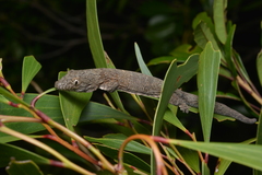 Eurydactylodes vieillardi
